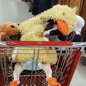 Meet your Posher, Lisa